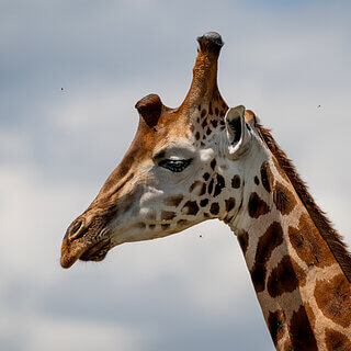 Nakuru NP - Rothschildgiraffe